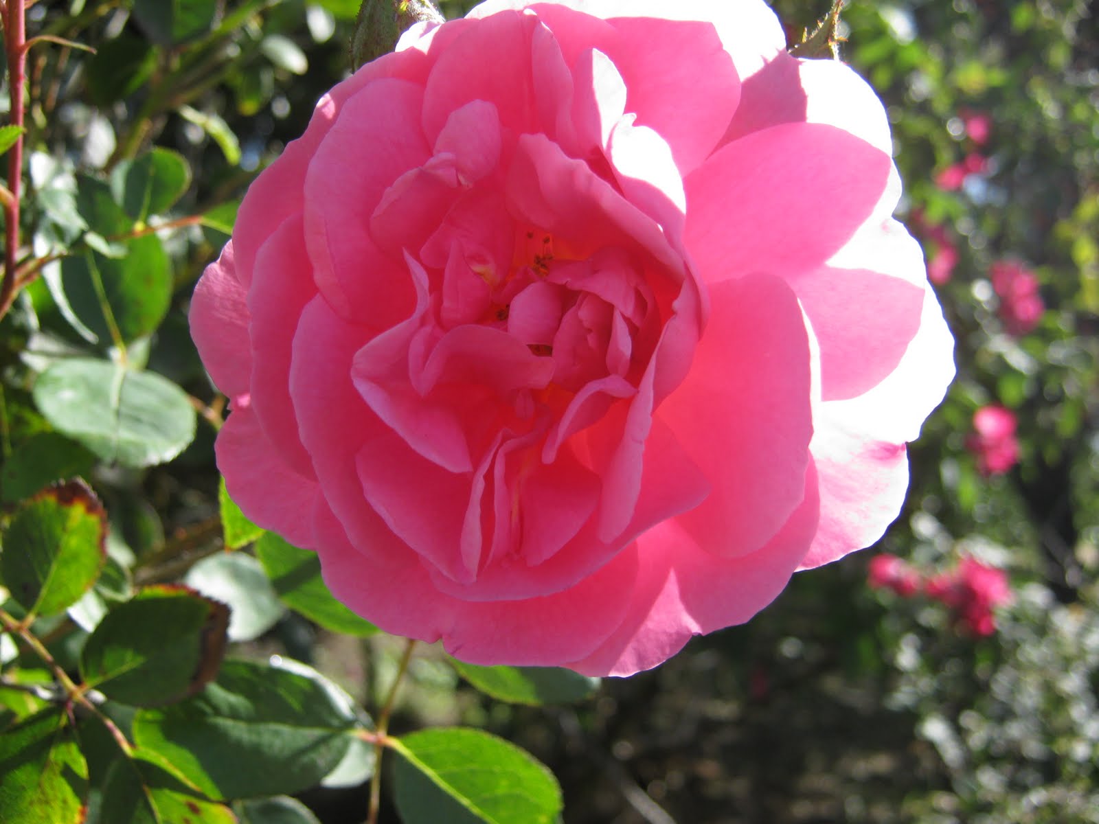 "Eurimbla" Roses What's blooming in December.