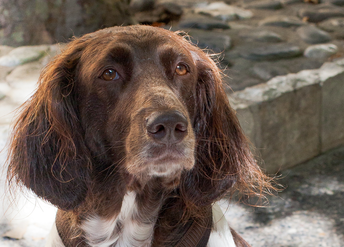 Bonnie the Munsterlander p=144