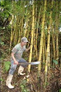 corta bambu con machete