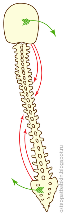 Хлыстовая травма причина сколиозов и нарушений осанки Хлыстовая травма причина сколиозов и нарушений осанки