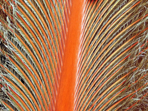 Gerrys Blog Die Welt Unter Dem Mikroskop