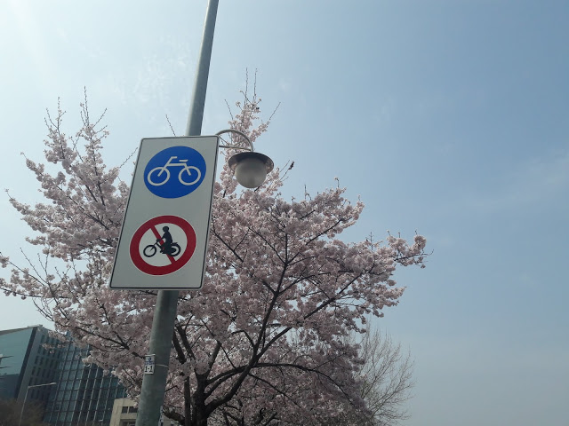Spring in Korea - Cherry Blossom Festival
