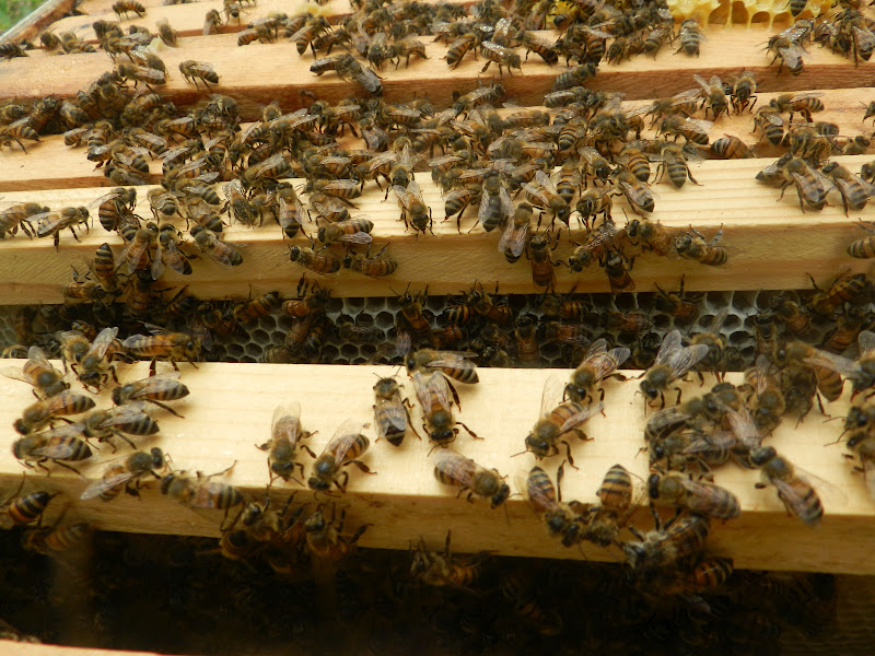 Adding a Super to the Bee Hive