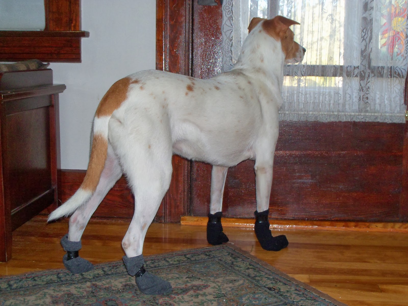 2 Punk Dogs Dog in Socks