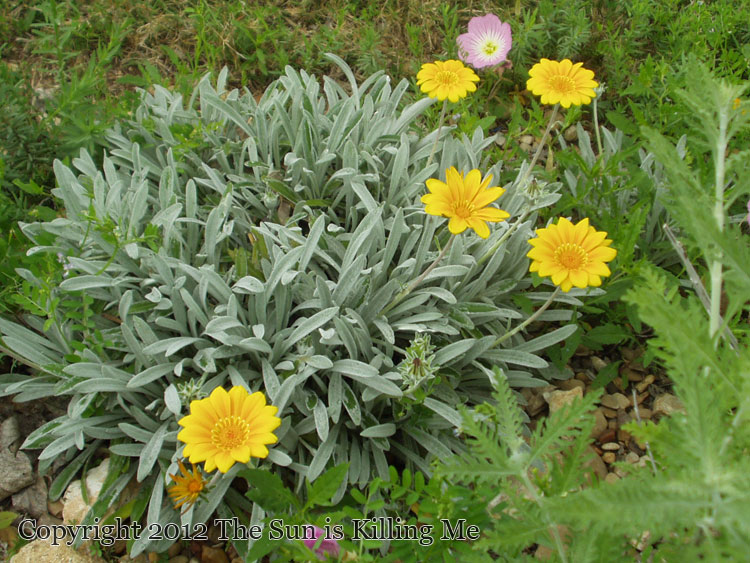 The Sun is Killing Me Gazania