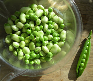 Peas and broad beans