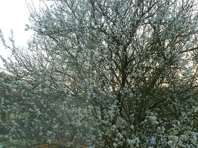 Soft morning blossoms 29 Mar 2012