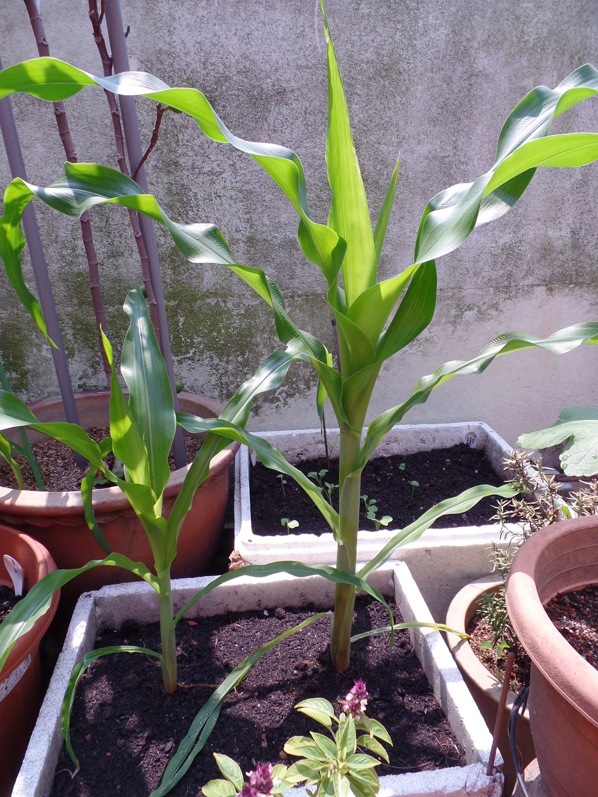 My Little Potted Garden Sweet Baby Corn Zea Mays
