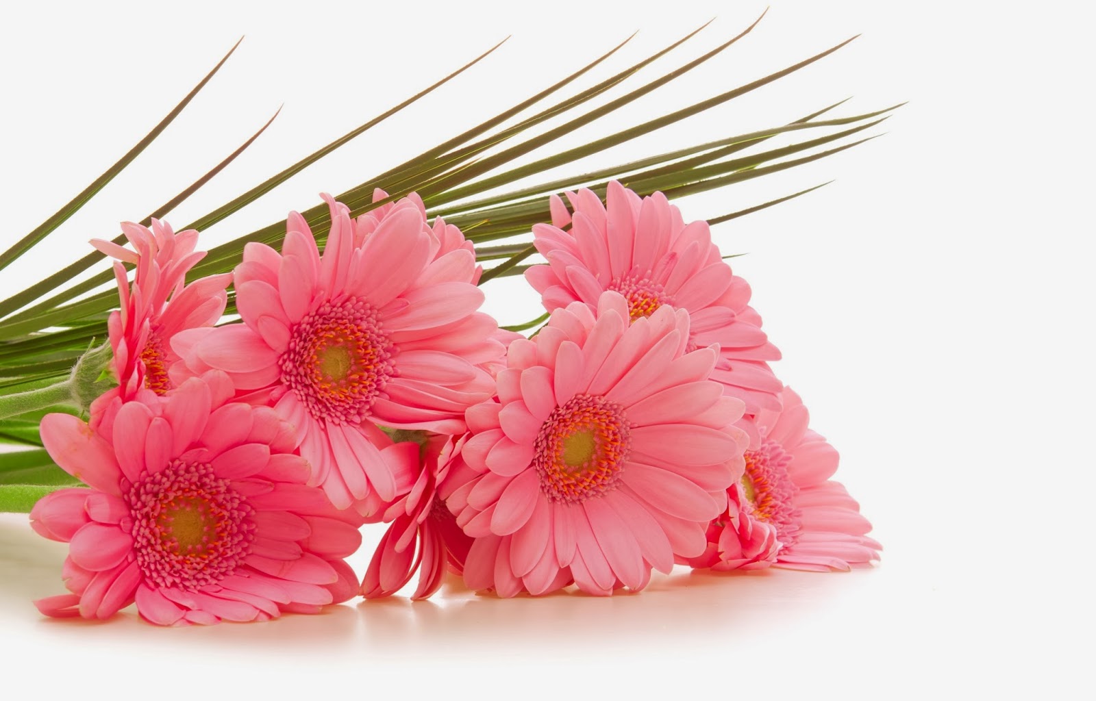 أول نـظرة: خلفيات ورود تعطي السرور لناظريها جديد2014 بجودة عالية