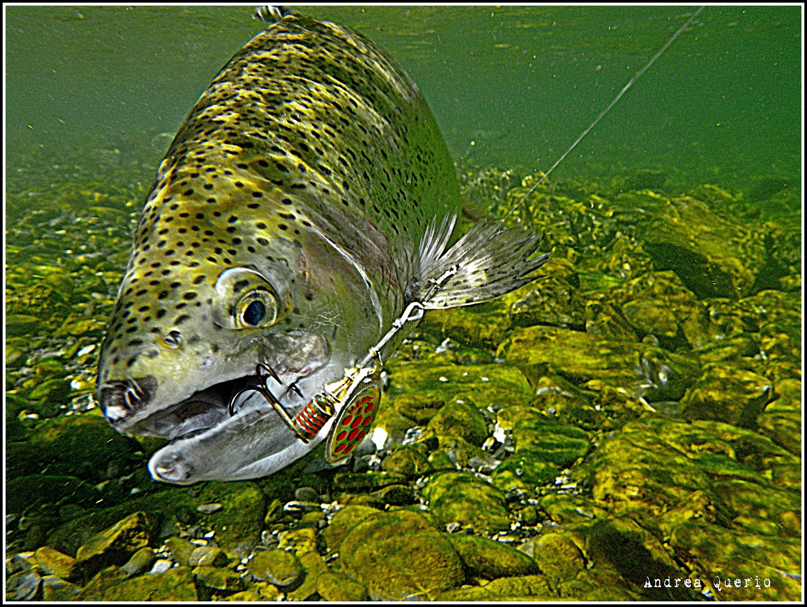 Spinning Fish Trout Spinning in Torrente