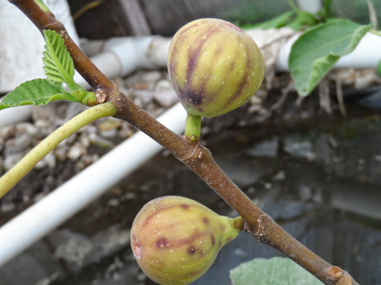 Fig Cuttings For Sale