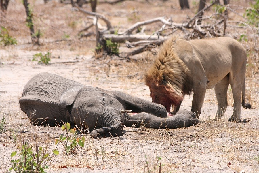 Google Wild: Bull elephant vs Lion pride