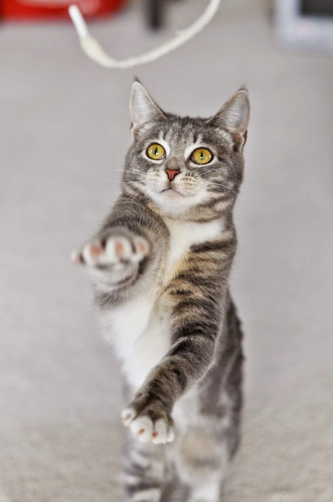 Do Owners Spend More Time Playing With Cats Or Dogs Do Owners Spend More Time Playing With Cats Or Dogs
