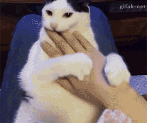 Funny cats - part 163, best cat gifs, cute cat gif, adorable cats