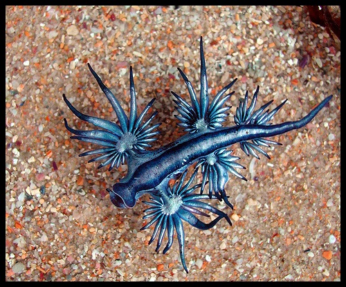 AOTW Animal of the week: Blue Sea Slug - Science in the City
