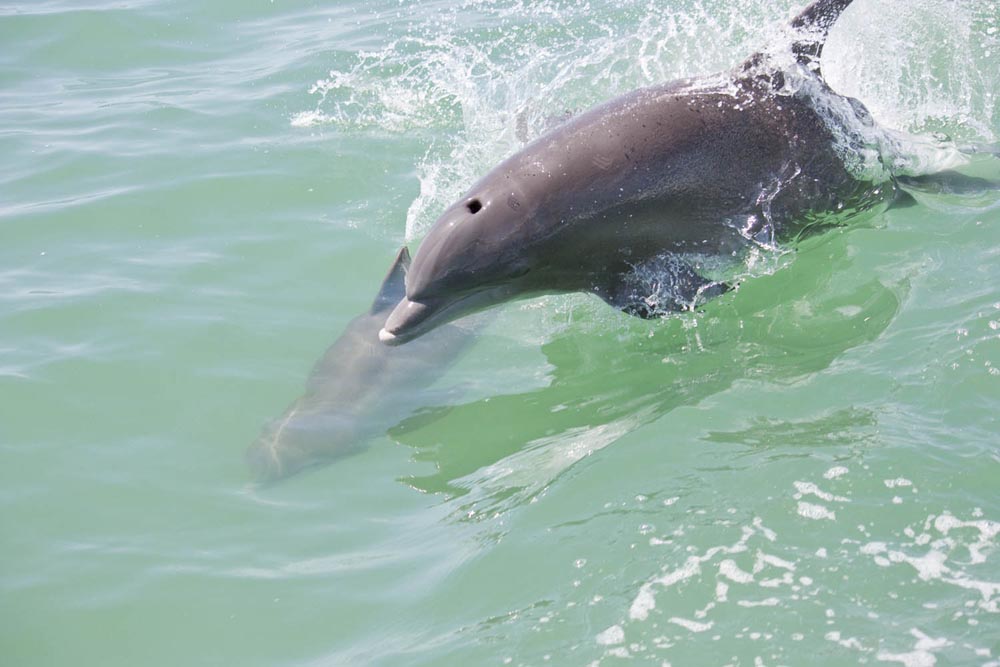 Florida Image Tools Photographing Dolphins on Florida's Gulf Coast