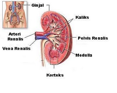 Mouse Kidney Anatomy