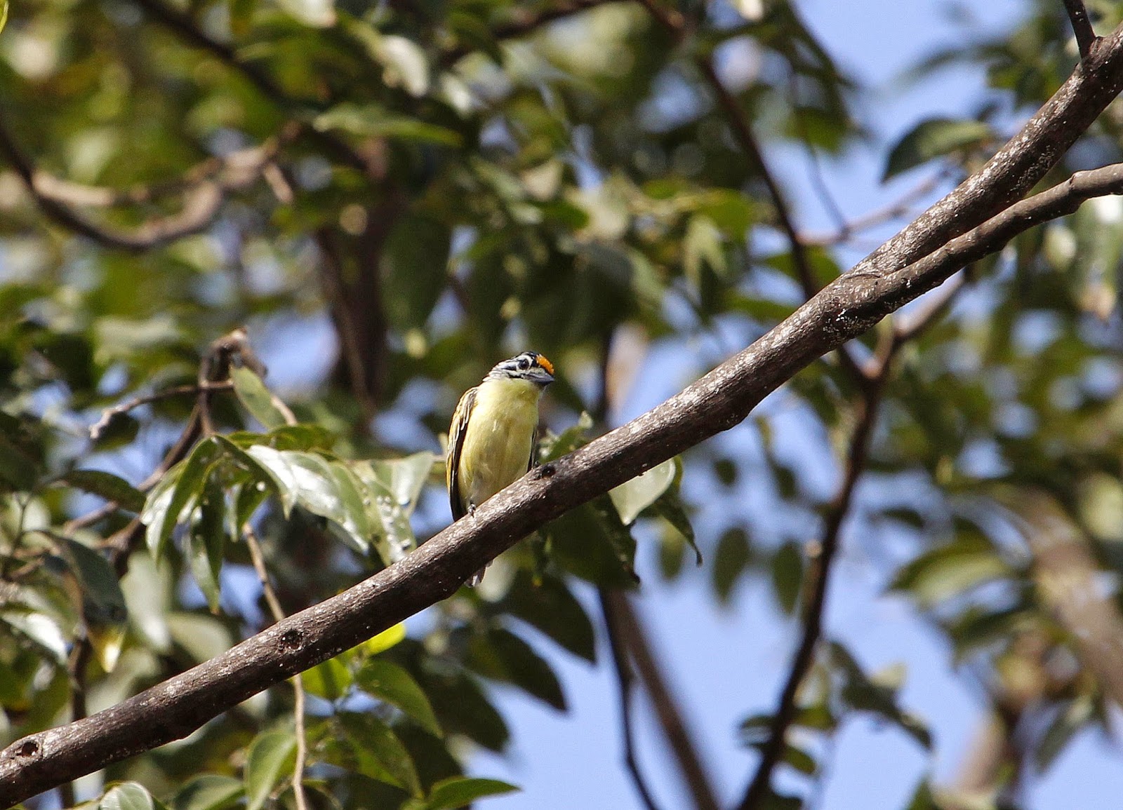 yellow-fronted tinkerbird (Pogoniulus chrysoconus) yellow-fronted tinkerbird (Pogoniulus chrysoconus) in the botanical garden Bakau