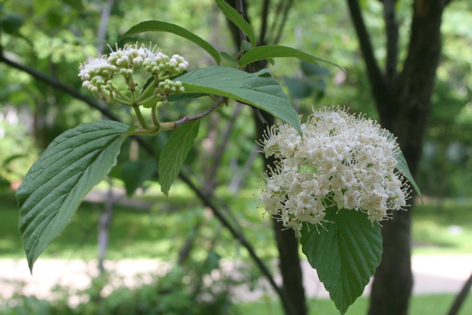 Centenary College Arboretum Viburnum dentatum