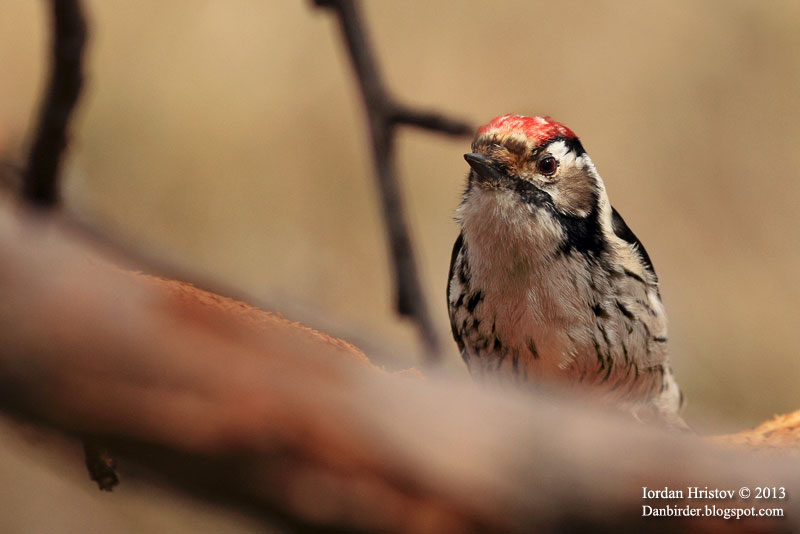 Lesser spotted Woodpecker photography Lesser spotted Woodpecker photography