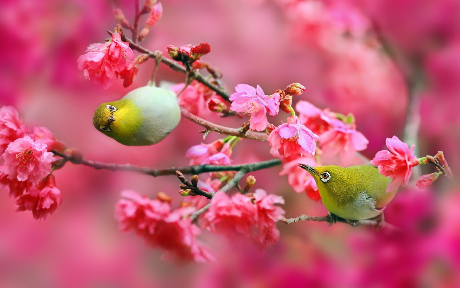 Gambar Bunga Sakura Jepang Indah Cantik Gambar Kata Kata