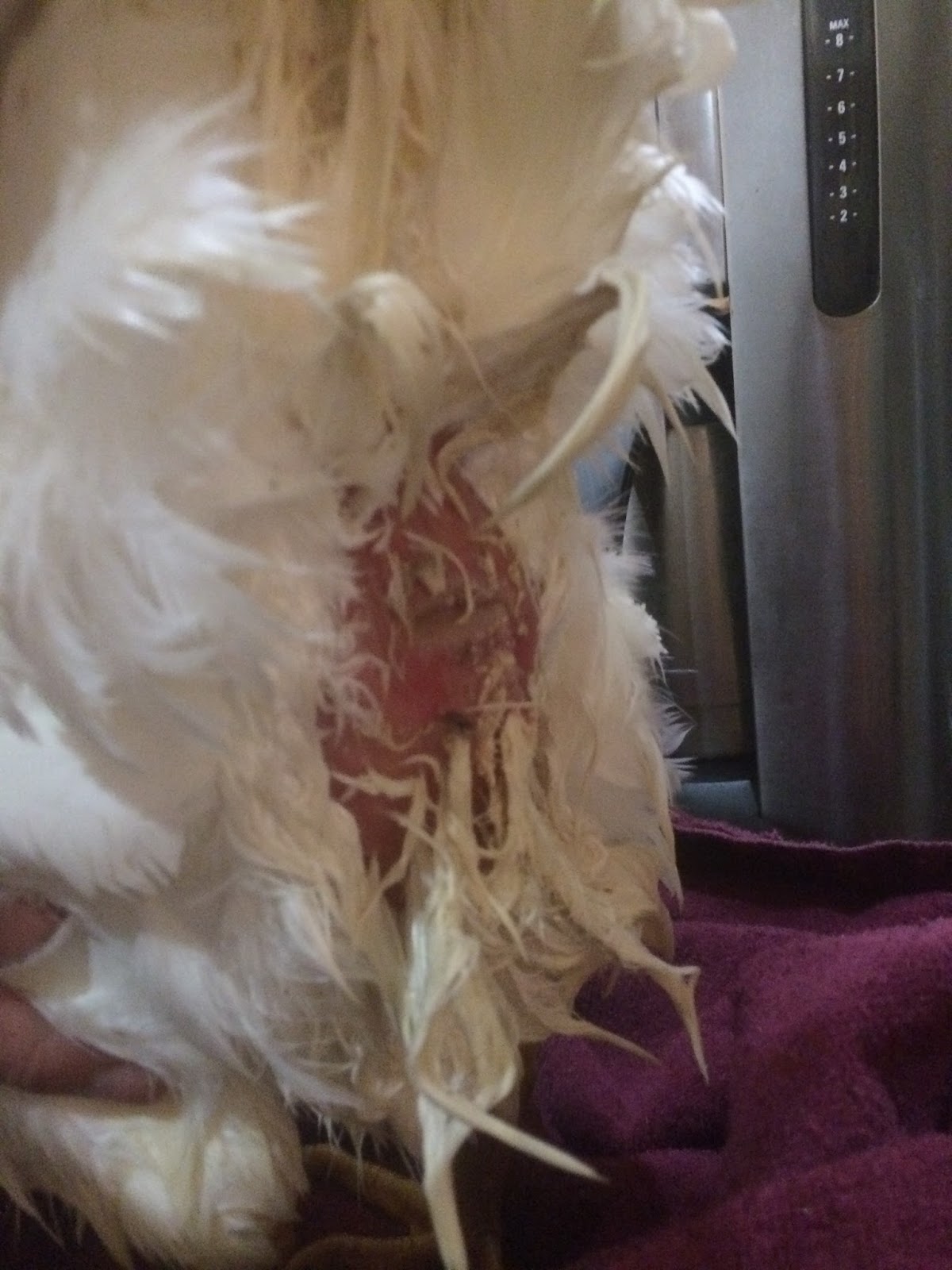 SchnickAcres Chicken Care... vent prolapse