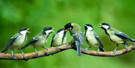 Burung Kicau Perbedaan Gelatik Wingko Jantan Dan Betina Gelatik