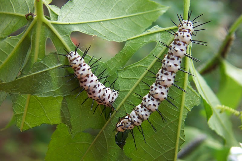 Get Petal Dance The Relationship Between The Passion Flower HD Get Wallpaper Petal Dance The Relationship Between The Passion Flower For Free