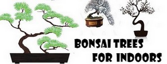 Bonsai Trees For Indoors-How To Make,Growing Tips,Types Of Bonsai All About Bonsai