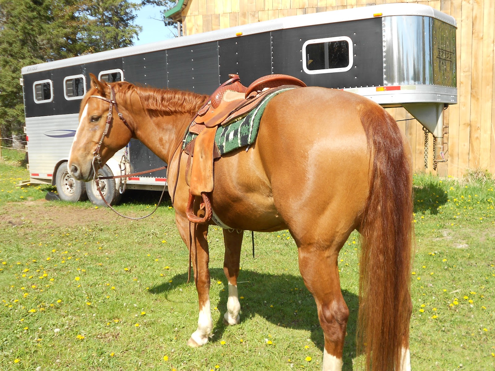 Poodles&Ponies Turbo Pony,Western Pony, Jumping Pony and a Sunburn