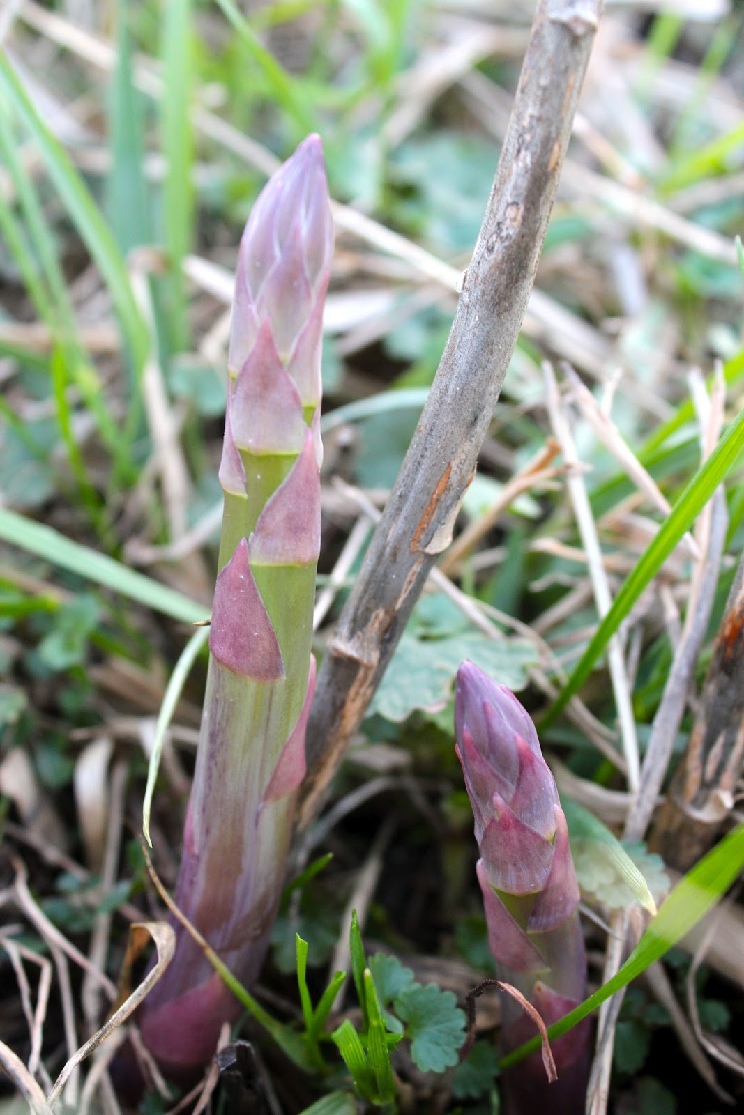 Squash Blossom Farm Harvest Monday Asparagus and Eggs