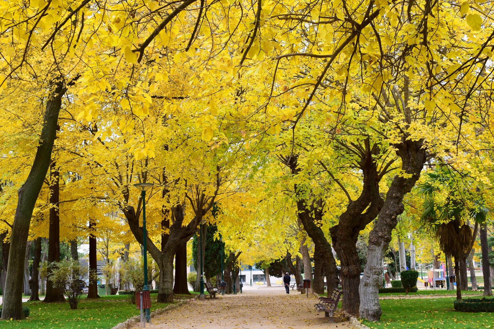 OTOÑO EN ALBACETE