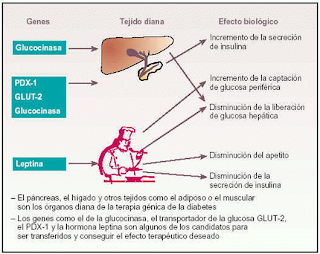 Sintesis de esteroides mitocondria