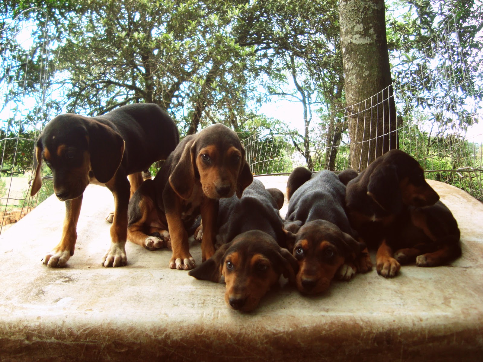 CAES DE CAÇA ELPIPETA