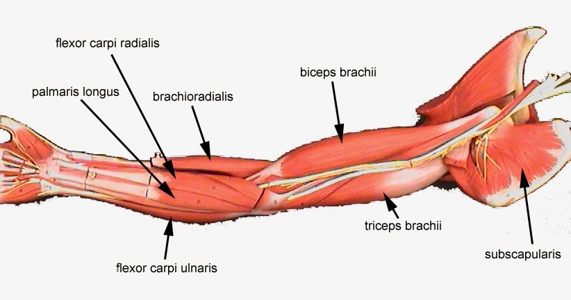 DIAGRAMS: Arm Muscles Diagram