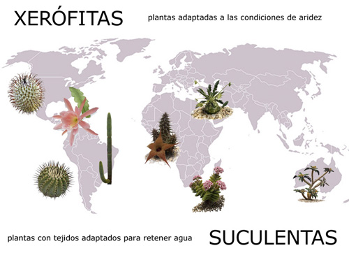 Distribución mundial de las plantas Xerófitas Suculenta s Distribución mundial de las plantas Xerófitas Suculenta s