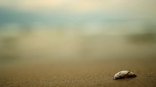 Beach and Shell