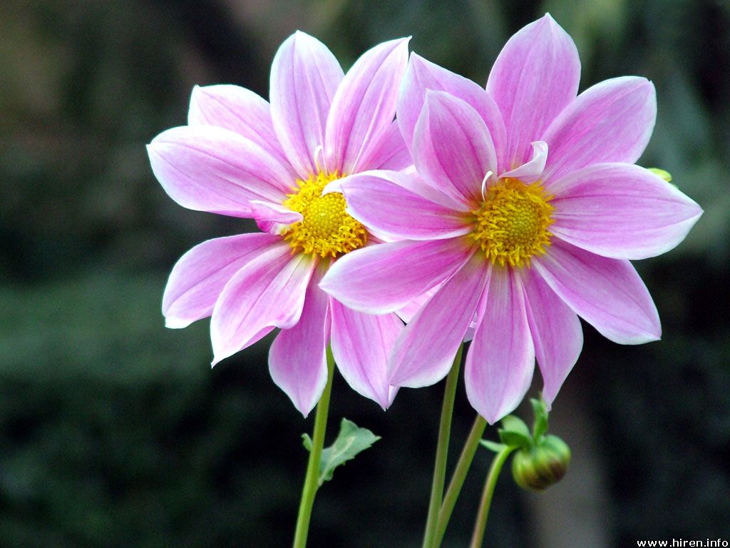 Pair Bof B Bpurple Bflowers Pictures All Types Flowers,Types of Flowers,Pictures of Roses,Names of Flowers,bPictures Exotic Flowers