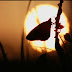 The Butterfly Effect