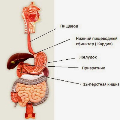 Алерана витамины для роста волос купить в москве