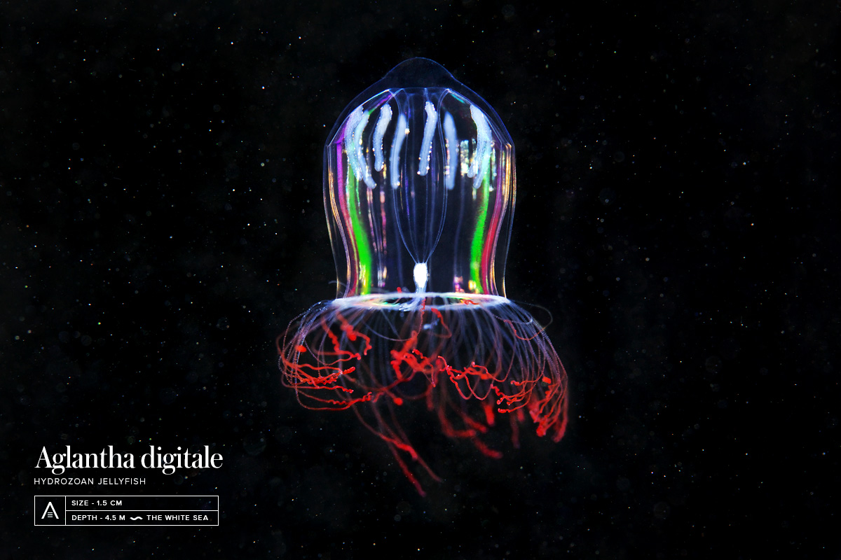 BiologiaVida Uma águaviva luminescente! / A luminescent jellyfish