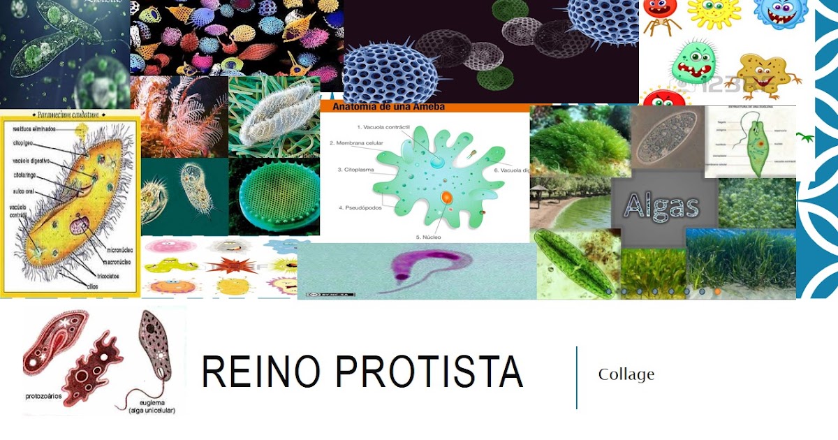 El rincón de lo interesante El reino protista