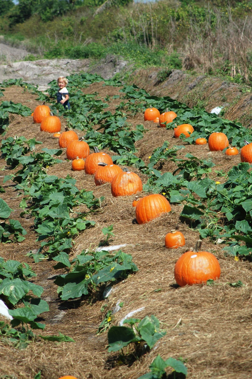 Keeping up with Kids Bedner's Farm Fresh Market, Strawberry UPick and