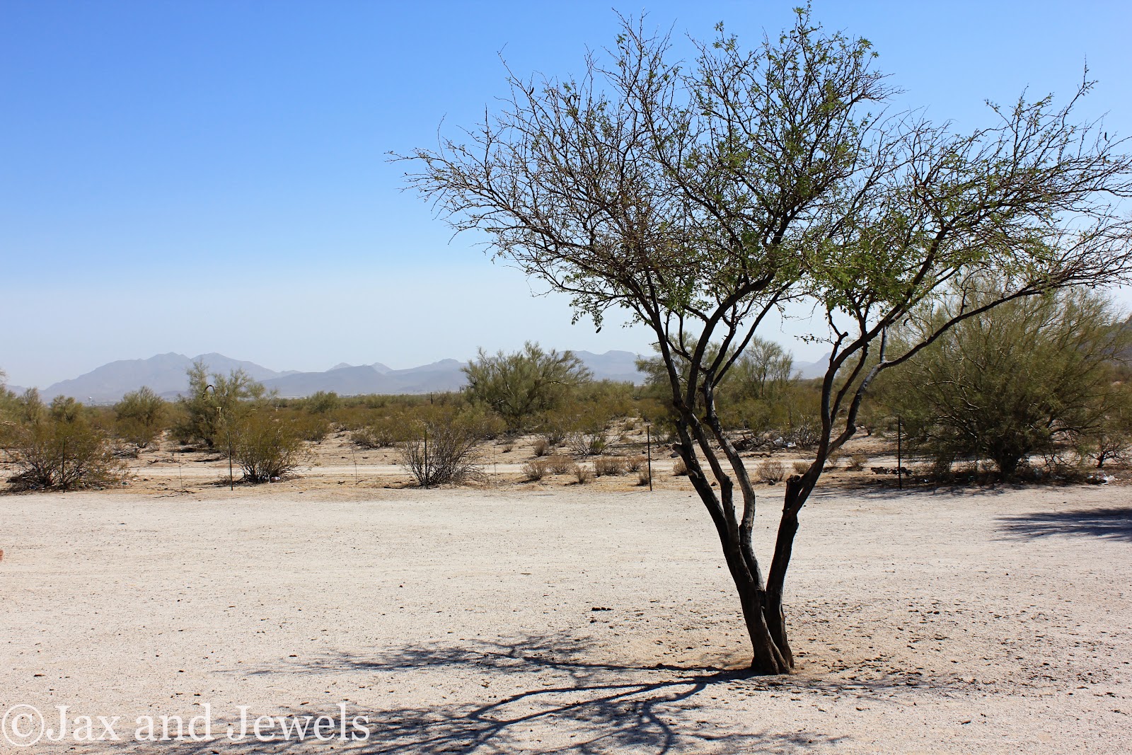 Jax and Jewels It's always hotter in Arizona