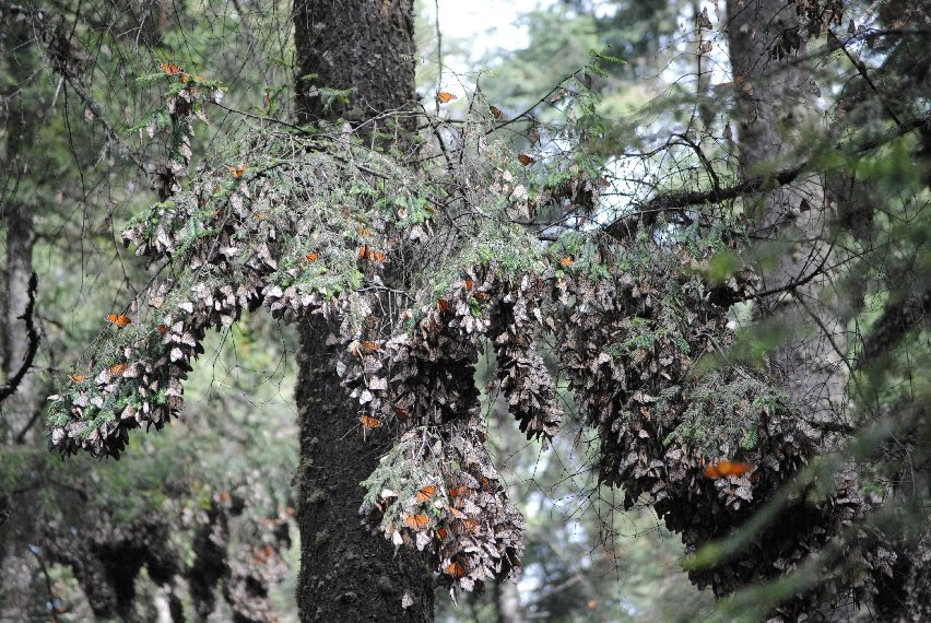 Traveling With Elliot Morelia Michoacan, Mexico December 2012