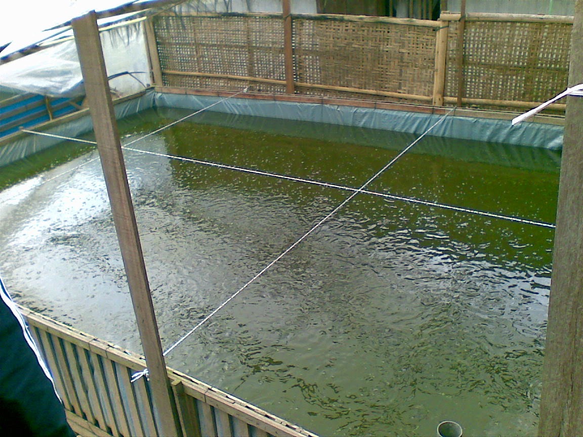 Perawatan Dan Pemeliharaan Larva Gurami Azolla Fish Farm