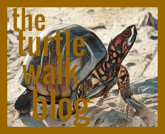 The Turtle Walk Blog