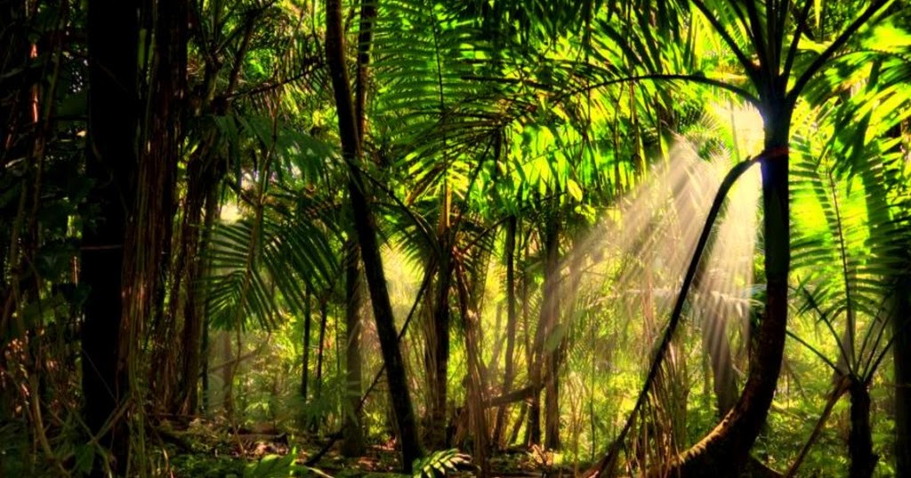 rainforest background