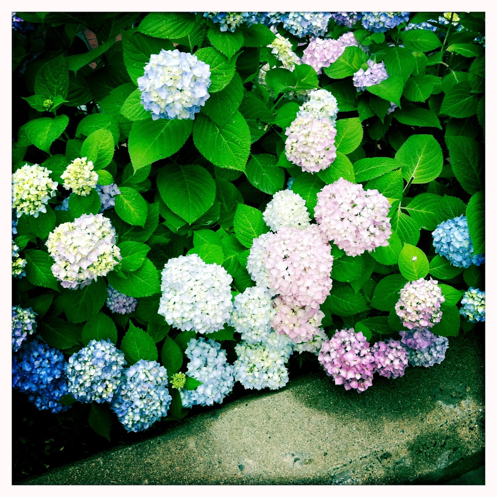 B D Lilies Garden Blog Everlasting Hydrangeas Bloom All Summer