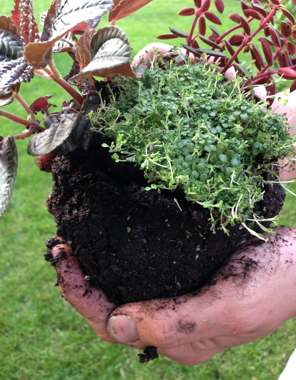 Home Inspirations Japanese Kokedama (Moss Ball